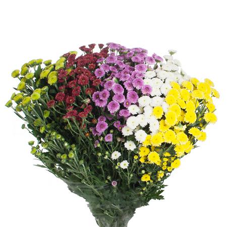 Chrysanthemum santini calimero mix rainbow