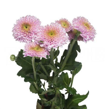 Chrysanthemum santini dor pink