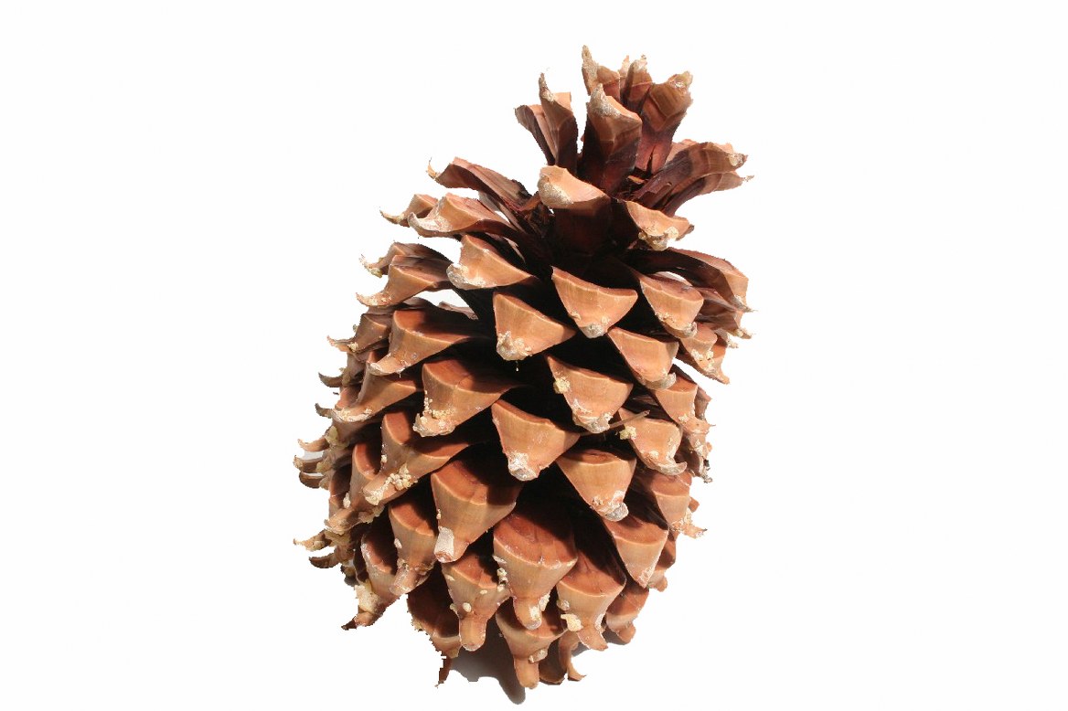 PINEA COULTIER PINE CONE