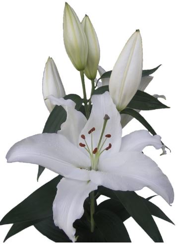 Lilium or ice dreamer