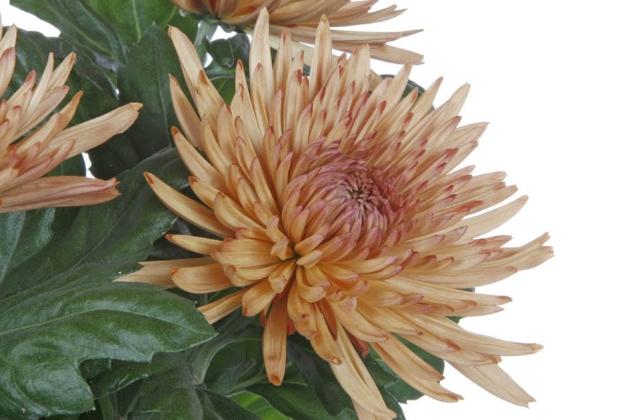 Chrysanthemum single anastasia bronze 