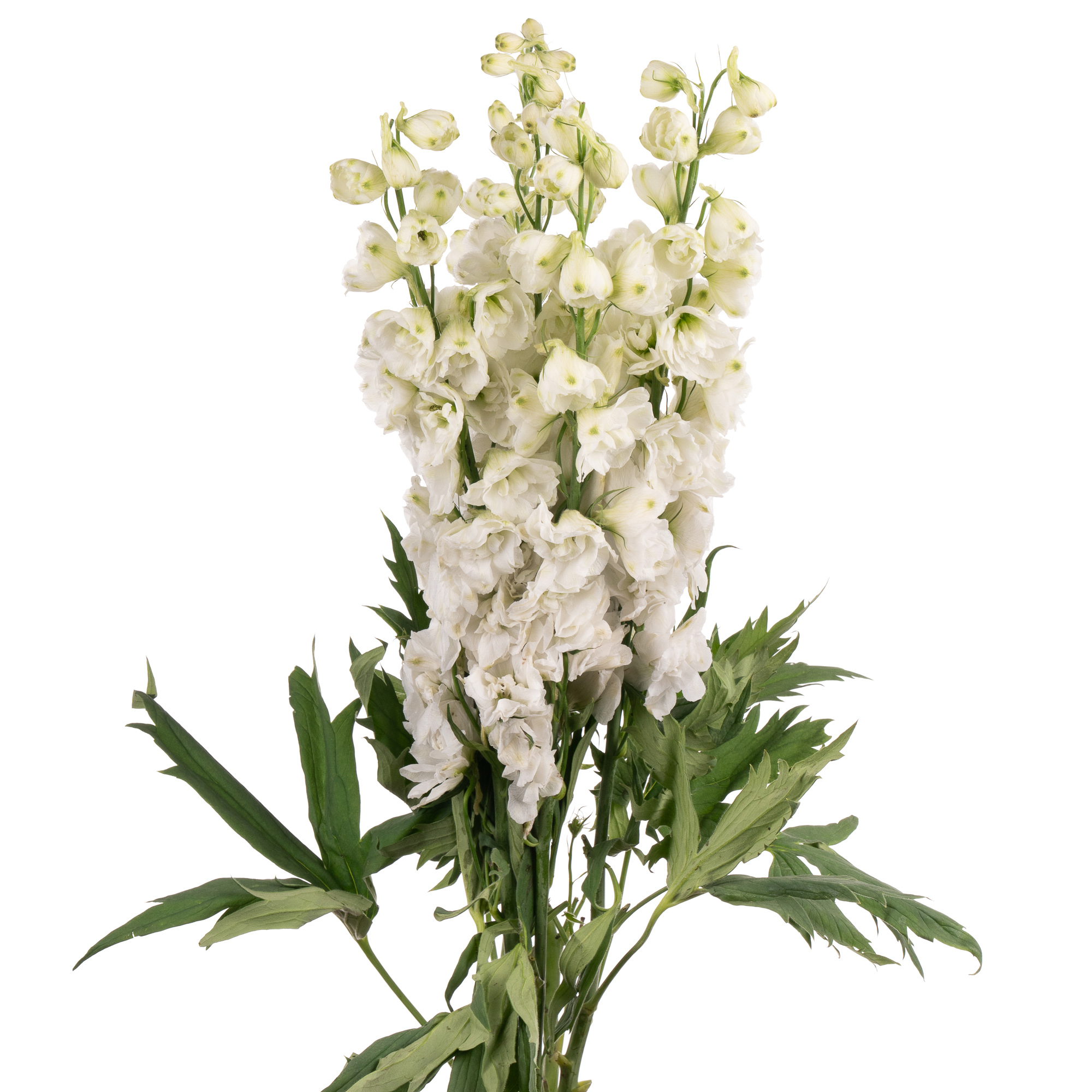 Delphinium double white