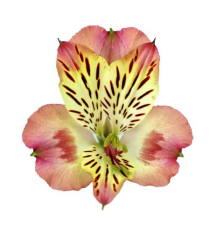 Alstroemeria coco