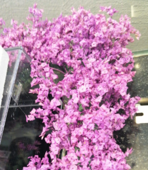 Limonium sinensis hot pink