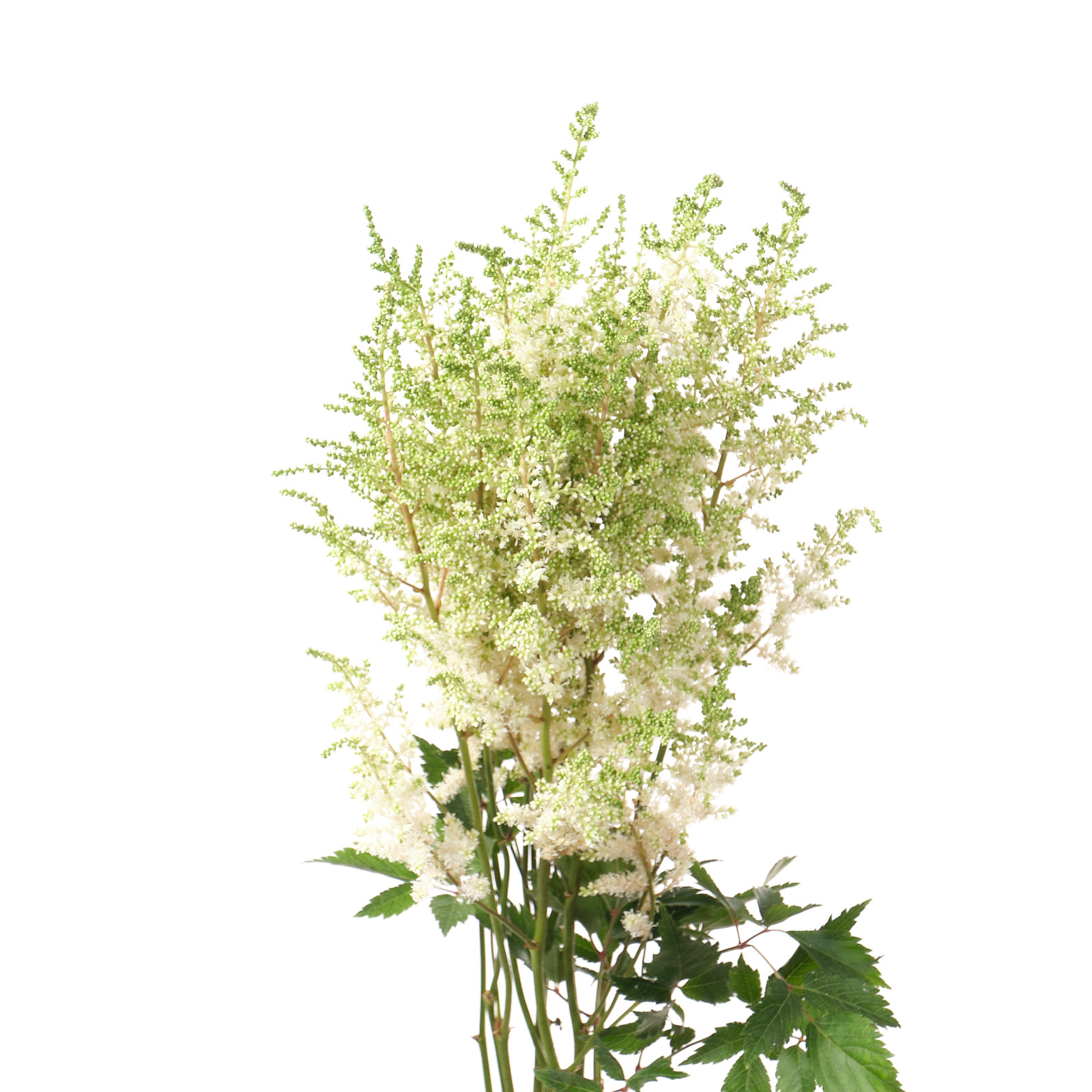 Astilbe diamant