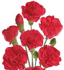 Carnation Spray sebas