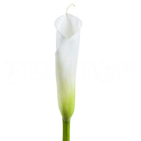 Zantedeschia white