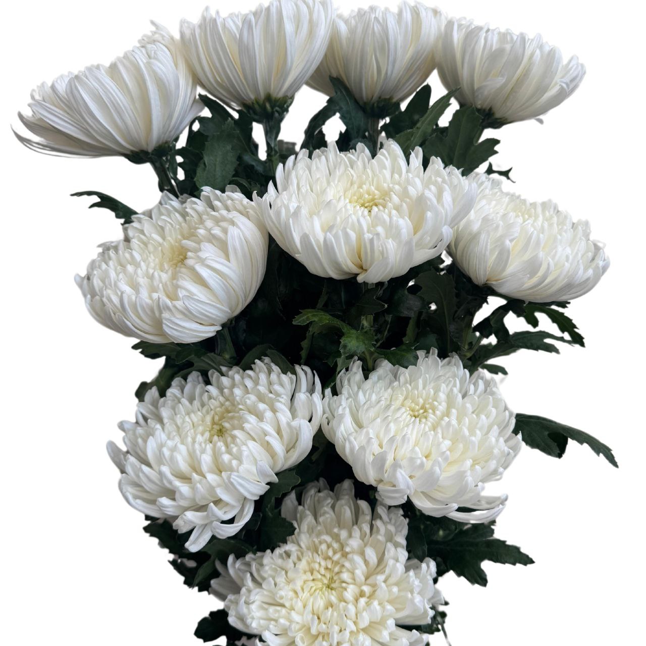 Chrysanthemum single superstar