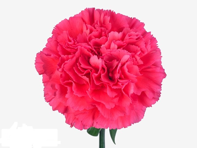 Carnation kirsi