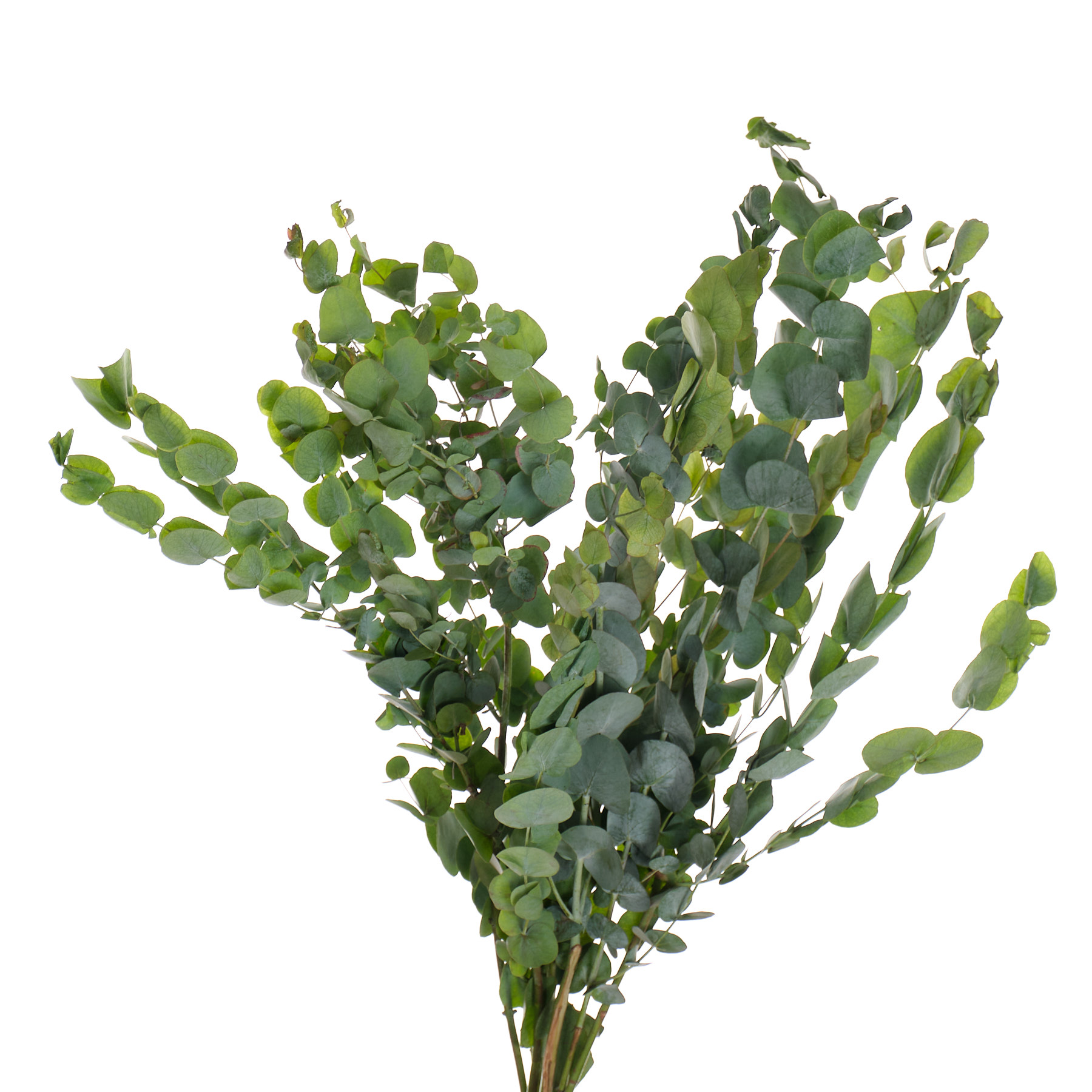 Blad Eucalyptus silver dollar