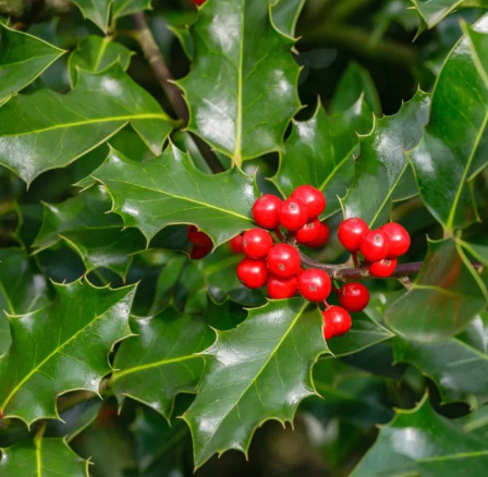 Ilex hulst green