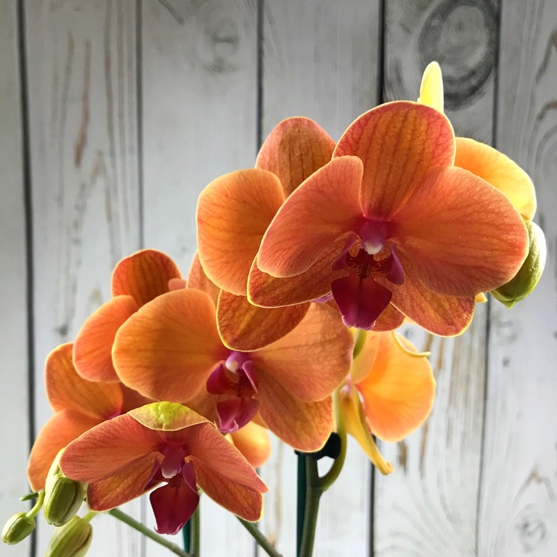 Phalaenopsis orange