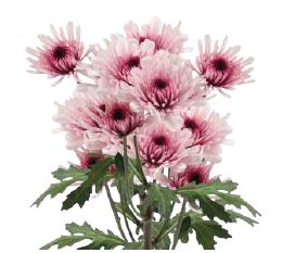 Chrysanthemum spray cushion malibu