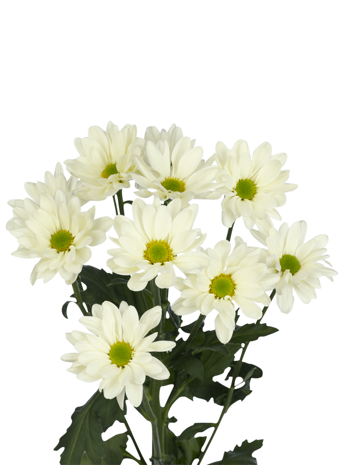 Chrysanthemum spray prosecco