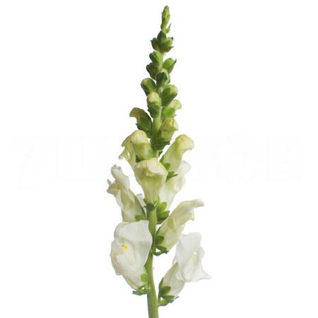 Antirrhinum potomac ivory white