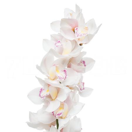 Cymbidium steffi