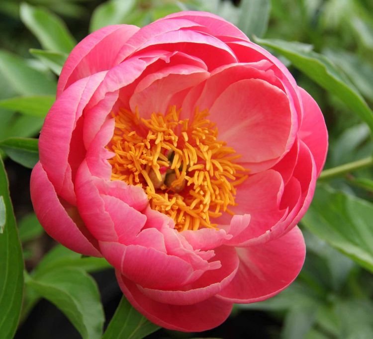 Paeonia coral sunset