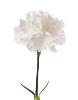 Carnation crystal pink