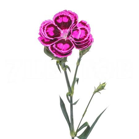 Carnation spray tropic butterfly