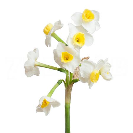 Narcissus avalanche