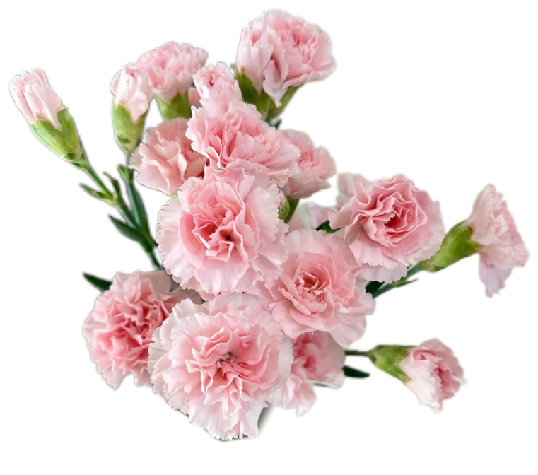 Carnation Spray doubado