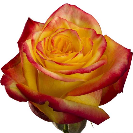 Rose high & yellow flame 