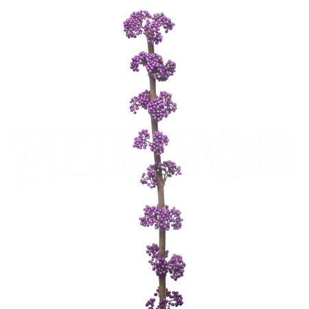 Callicarpa