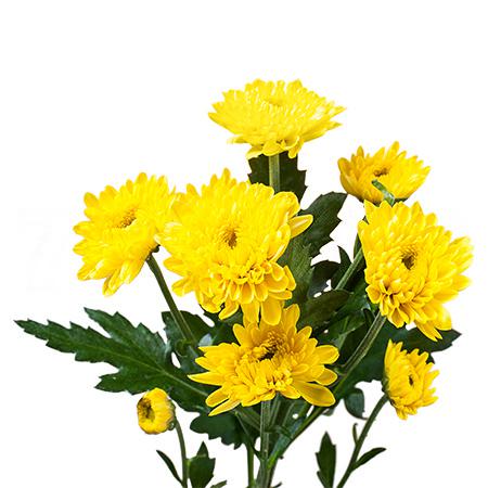 Chrysanthemum spray ibis sunny