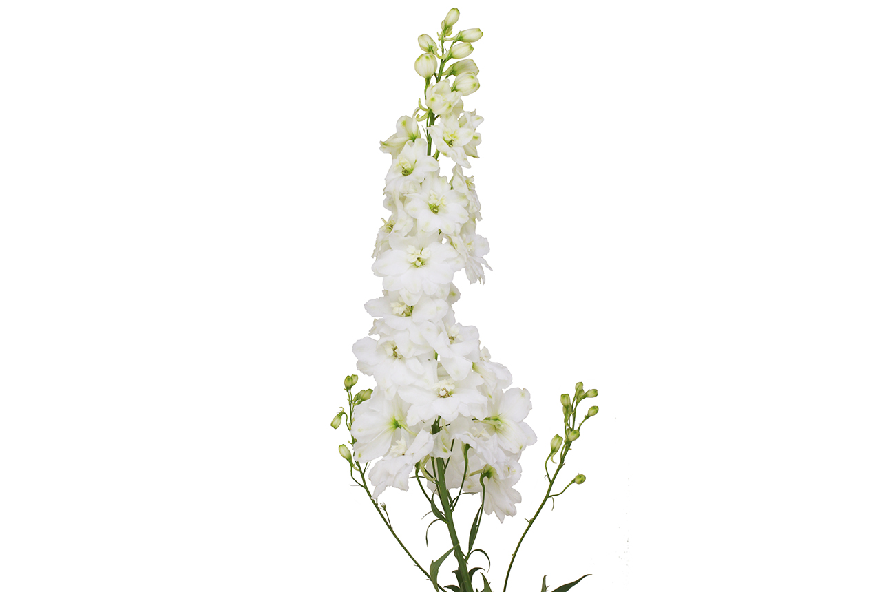 Delphinium enkel wit