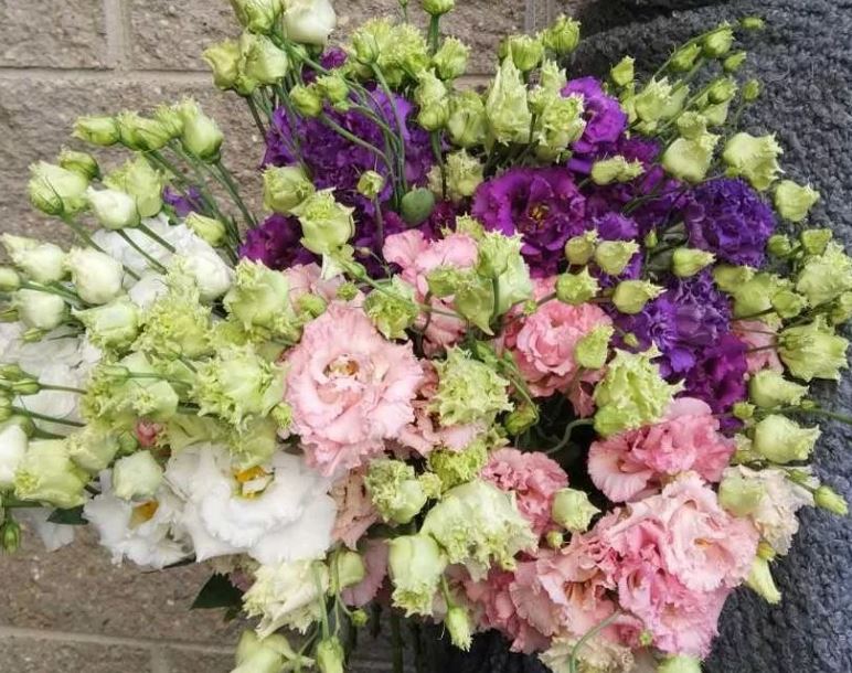 Eustoma double mix