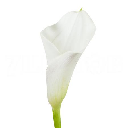 Zantedeschia captain ventura