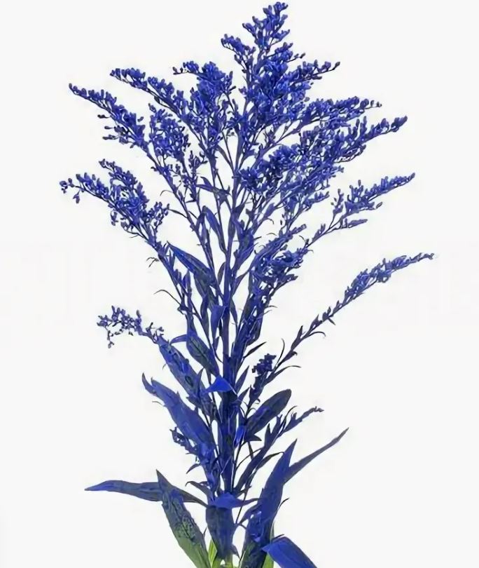 Solidago blue