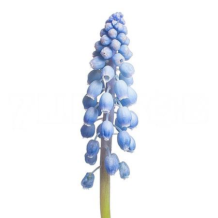 Muscari blauw