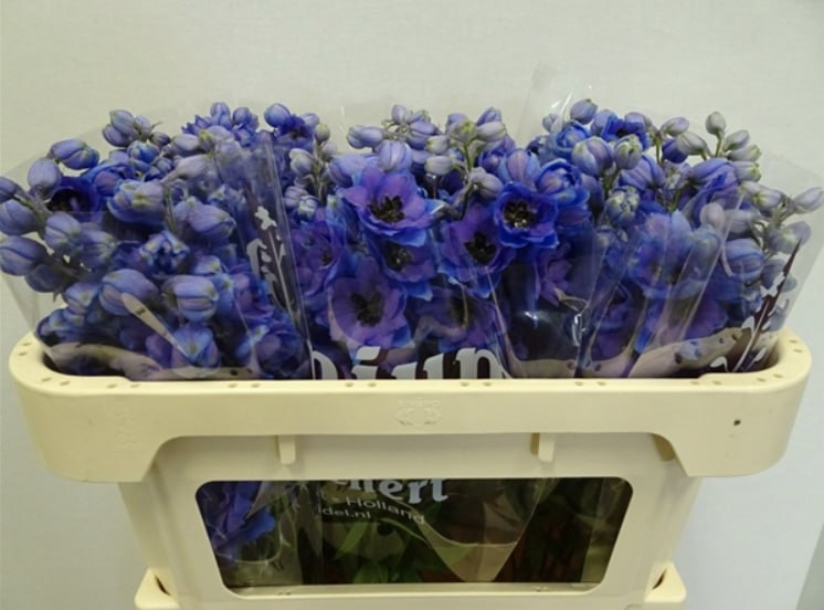 Delphinium double dewi purple smile