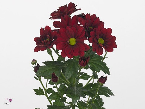 Chrysanthemum spray prominent