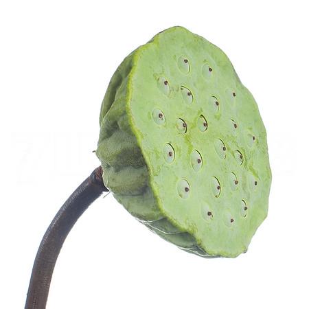 Nelumbo nucifera