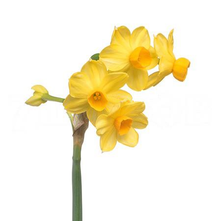 Narcissus grand soleil dor