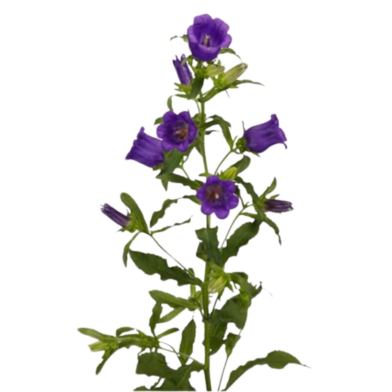 Campanula dark blue