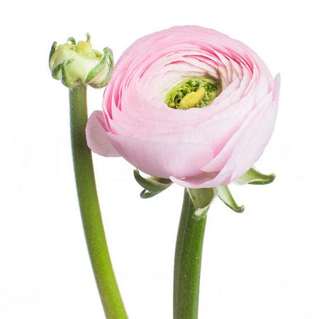 Ranunculus elegance light pink