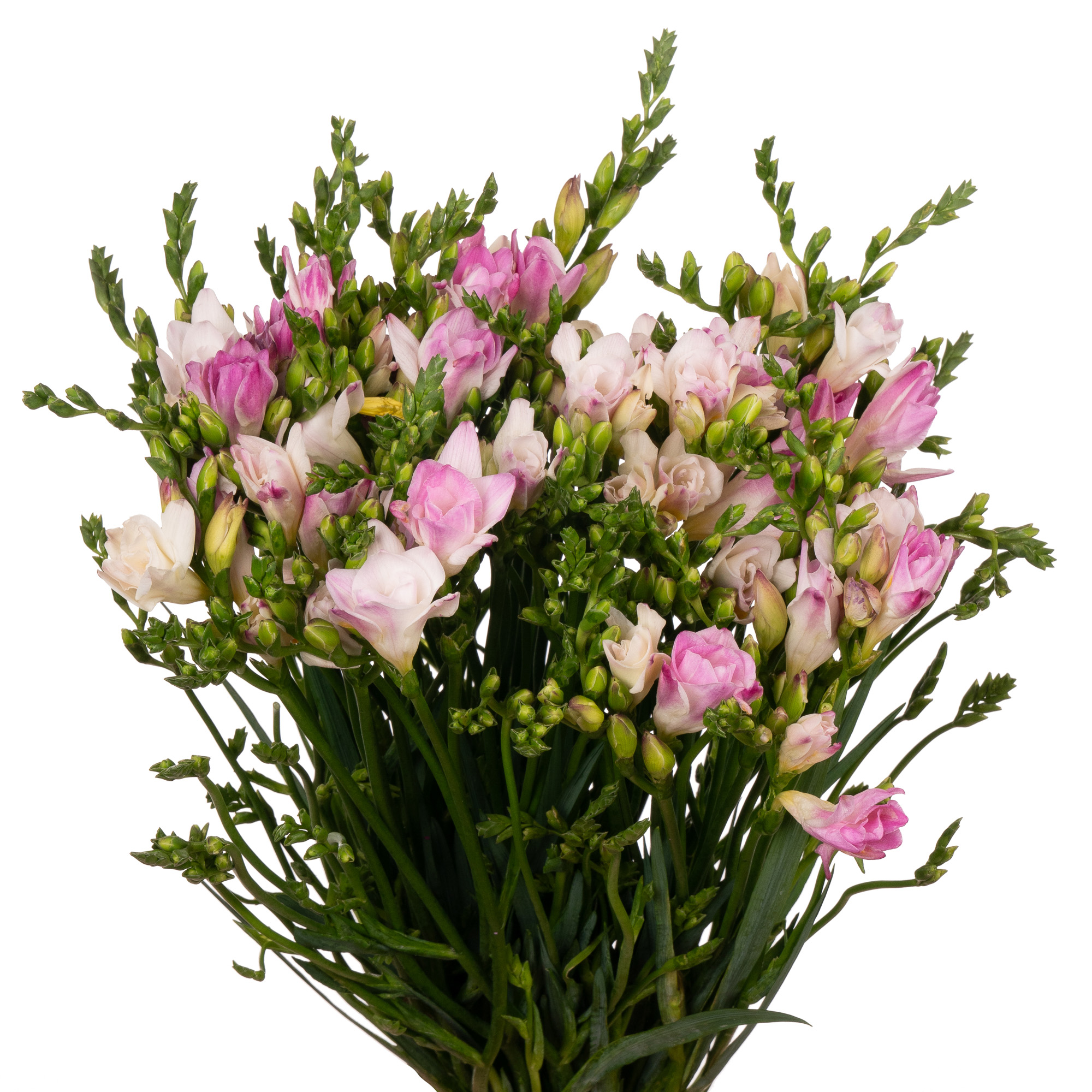 Freesia double honeymoon