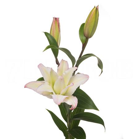 Lilium or mix