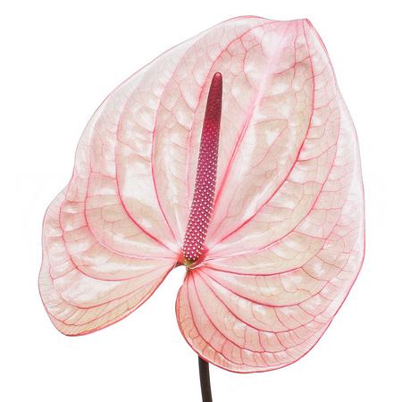 Anthurium marijke