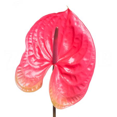 Anthurium enjoy