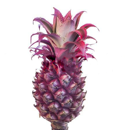 Ananas variegata