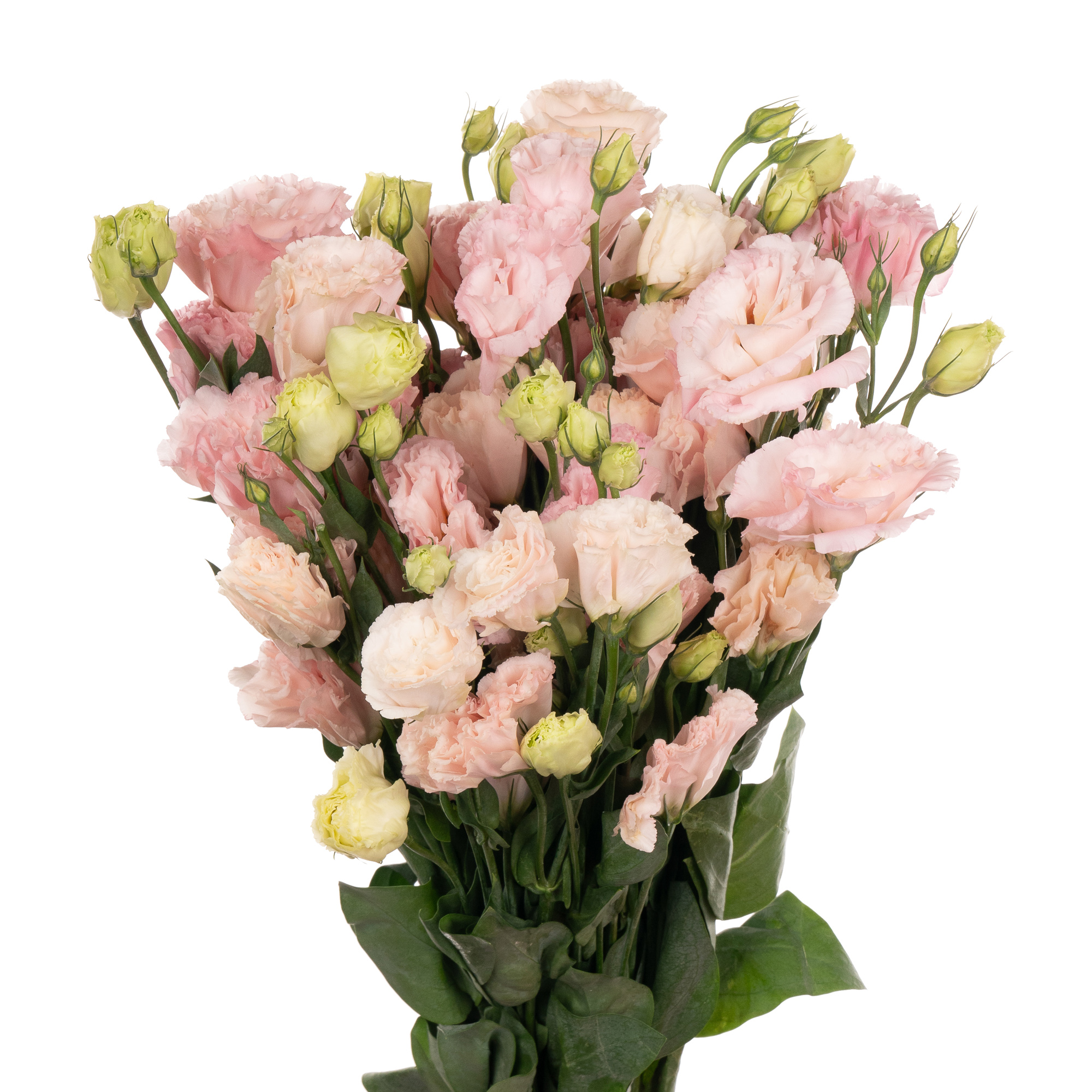 Eustoma light pink