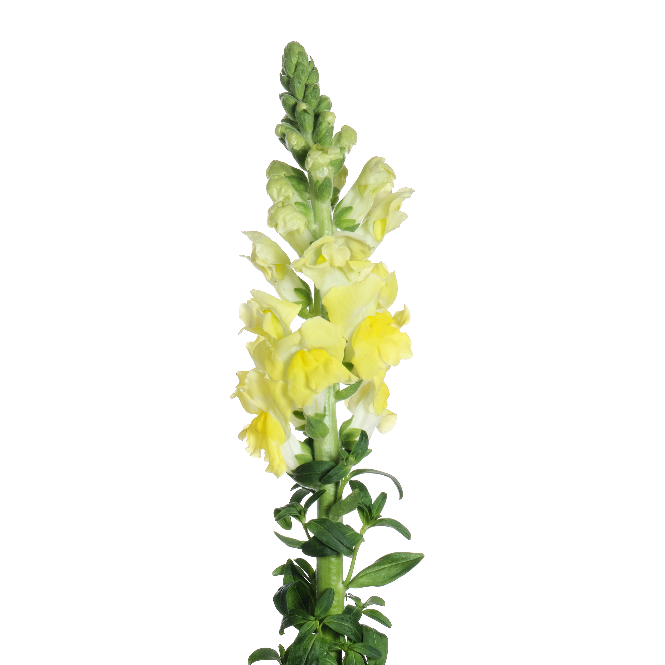 Antirrhinum yellow