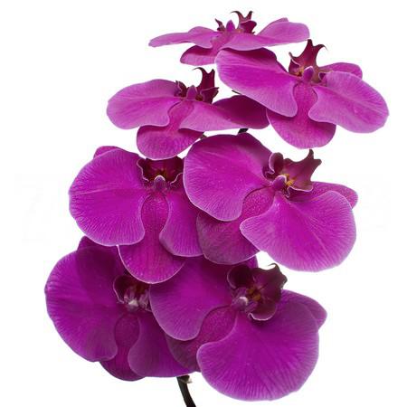 Phalaenopsis purple