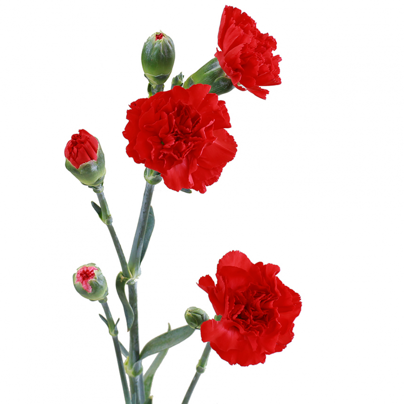 Carnation spray red
