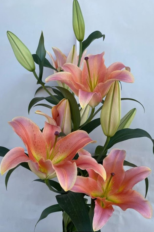 Lilium ot zelmira