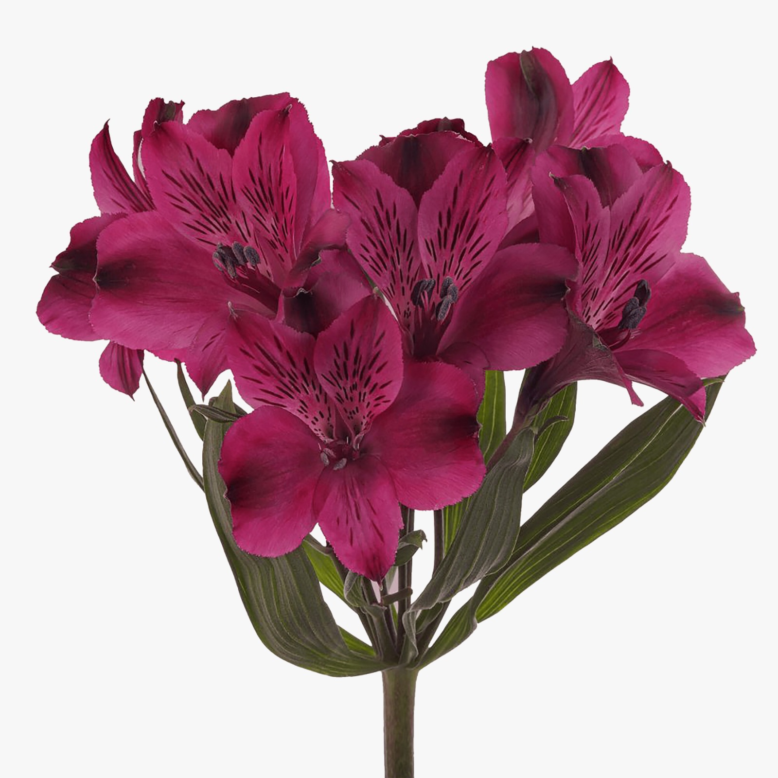 Alstroemeria velvet queen